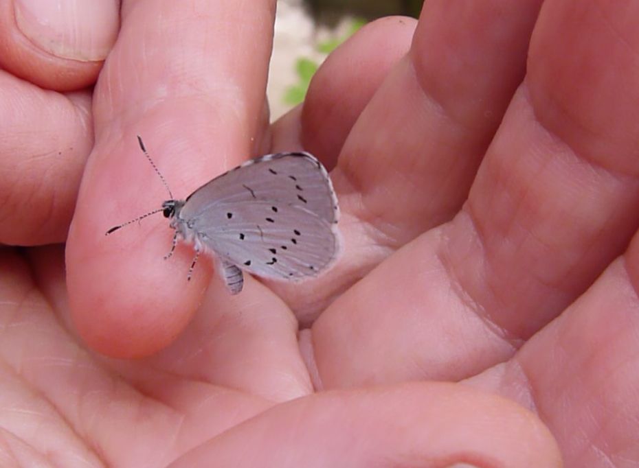 foto van blauwtje op Leonoor's vinger