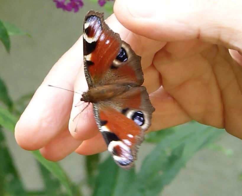 foto van dagpauwoog op Leonoor's vinger