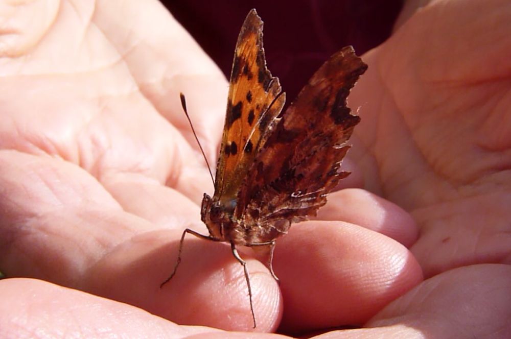 foto van gehakkelde aurelia dicht op Leonoor's vinger