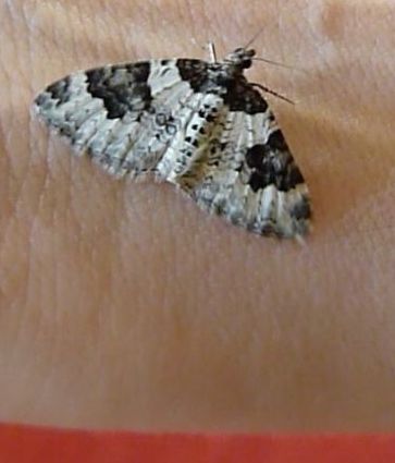 foto van witvlekbosrankspanner op Leonoor's arm